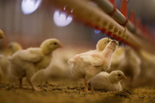 Source: REUTERS/Max Whittaker - Chicks in factory farm feeding