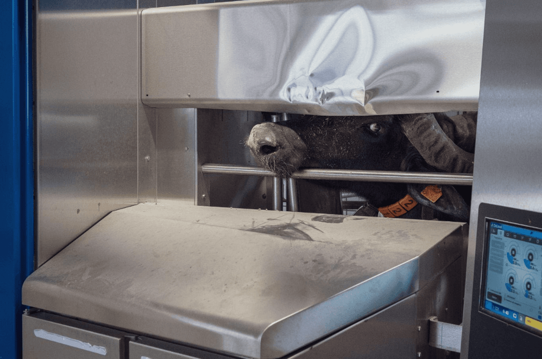 (Raffaele Petralla/We Animals) A water buffalo stands and stares at the camera, immobilized inside an automated milking station.