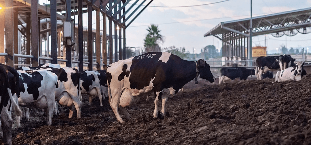 Photo Credit: We Animals