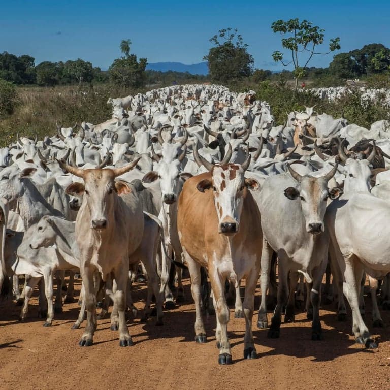 JBS beef from illegally grazed Amazon Indigenous lands is landing in European stores—with major banks still funding the meat giant despite its links to deforestation and rights violations. Consumers can use their power to change that: switch banks and demand change to protect forests and Indigenous communities.